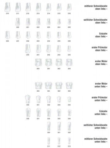 Frasaco Transparent 1/231 UL Canines