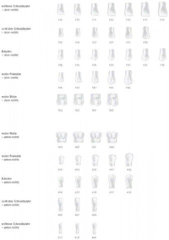 Frasaco Transparent 3/413 LR front teeth